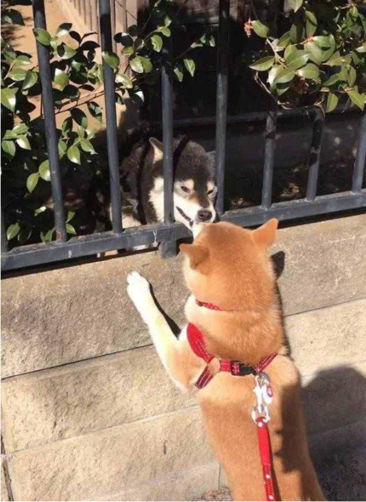  街上遛弯遇见一只黑色柴犬，狗狗热心打招呼，反被黑狗咬了一口