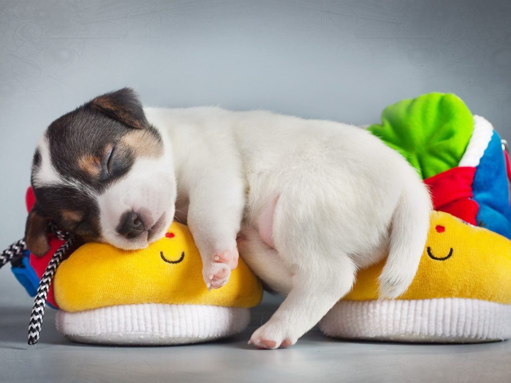 若狗狗爱睡在一些地方，说明没把你当成真正的主人 