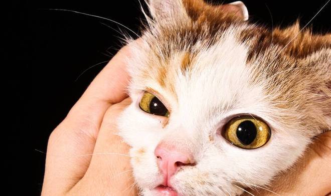 猫猫的10个知识点，你都了解吗？ 