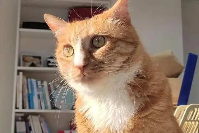 猫猫是怎么认出你的？看脸、听声还是闻味？ 