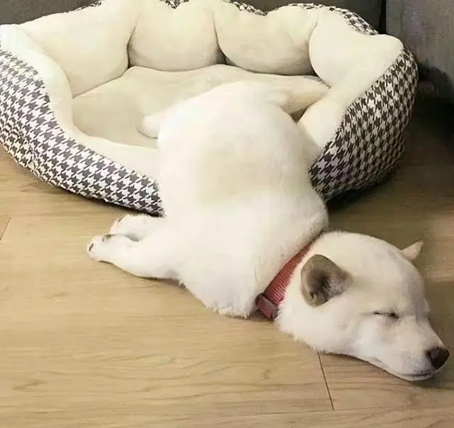 狗狗有这几个“特征”，说明它被养得很好 