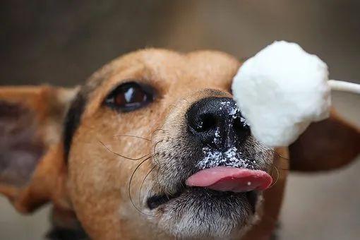  狗狗护食80%都是人为造成的，三招教你轻松解决