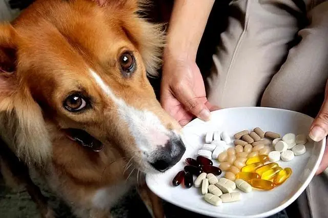 这些食物会让狗狗有潜在危险，你还在给狗狗喂吗 