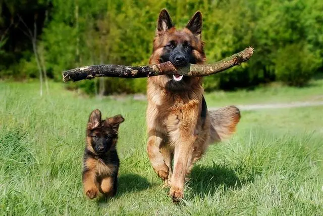  德国牧羊犬是好狗狗，然而！不养德牧的八个理由