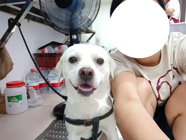 是不是所有的狗狗爪子都是小熊印 