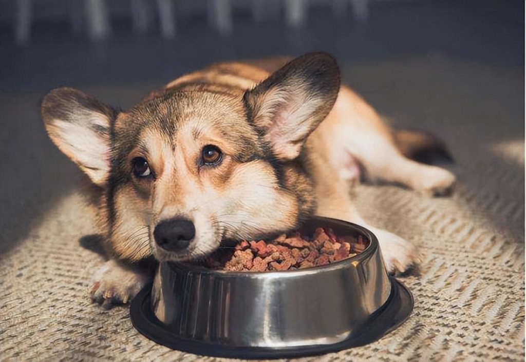 狗狗厌食就是挑剔吗？不一定，可能是疾病造成的 