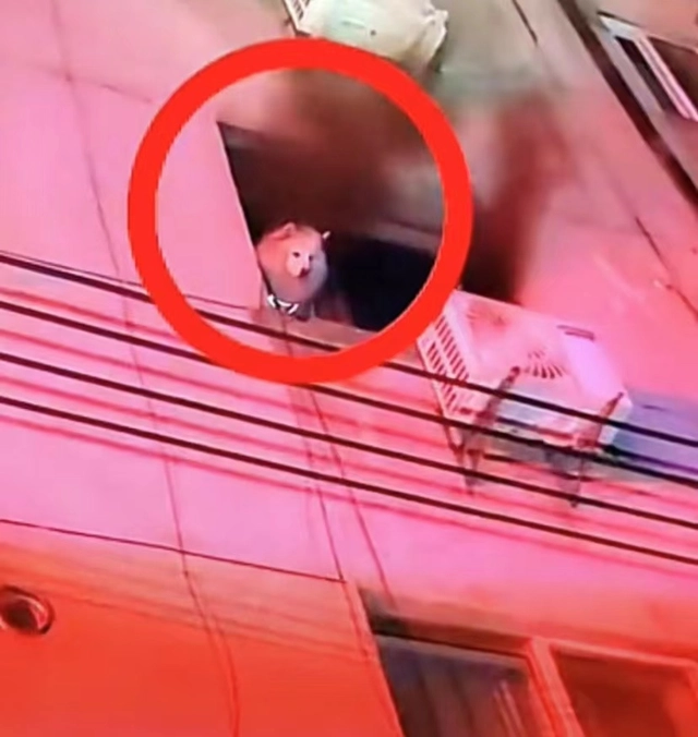 屋内起火狗狗趴窗边求救，网友：好聪明 
