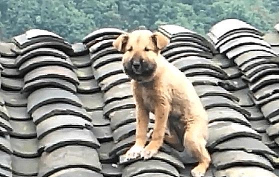 狗狗坐在屋顶上，不敢下来，扭过头后，可怜的模样让主人笑翻 
