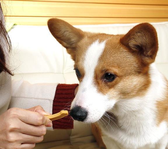 狗狗，它们真正想要的到底是什么？ 