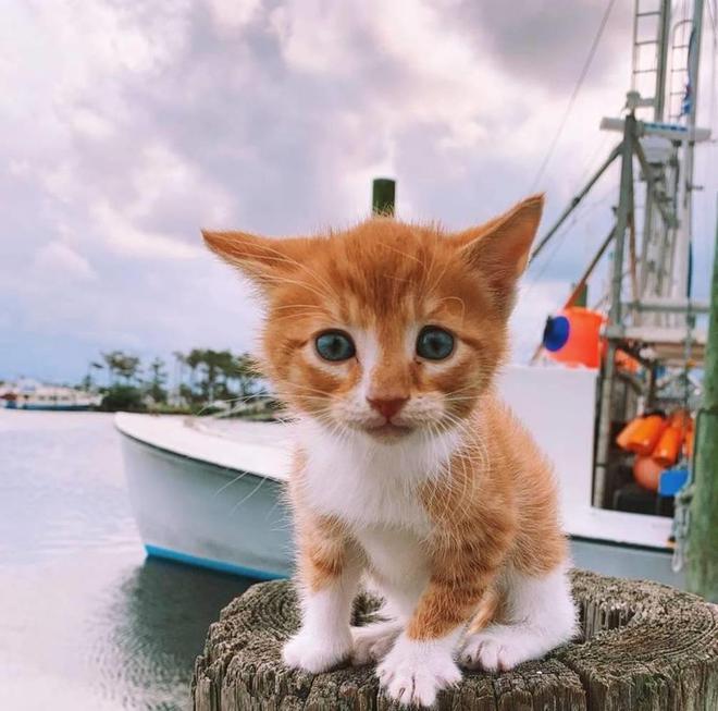 猫猫和水结下不解之缘，乘风破浪还会游泳 