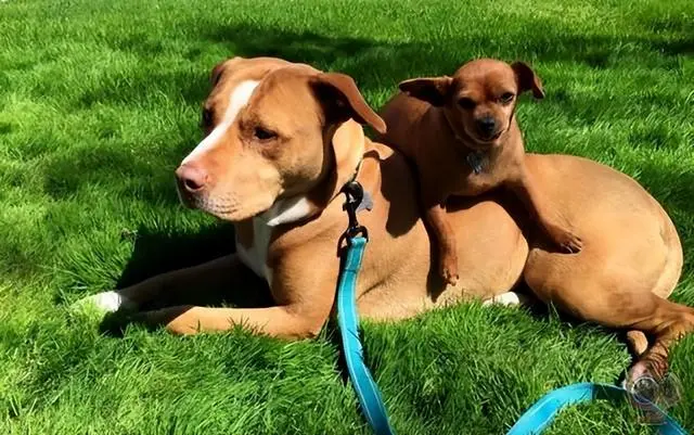 狗狗的10大生活习性,养狗的你知道吗