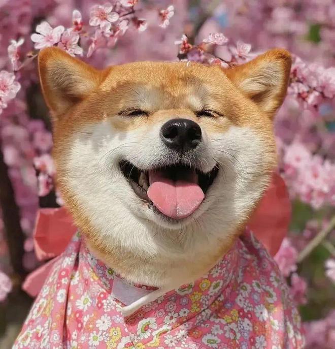 摸摸小狗有助于强化你的大脑 