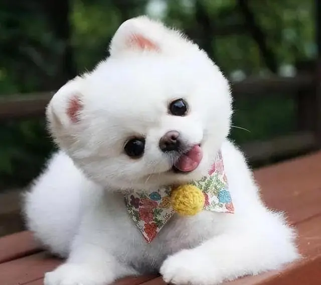 狗狗歪头杀是为了卖萌？ 