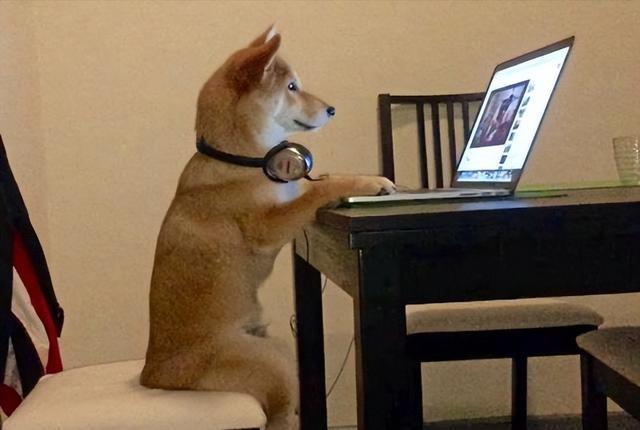 狗狗有以下行为，智商低不了，可能是狗界天才 