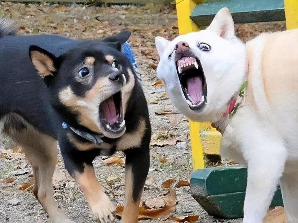 不想狗狗恨你,就别做这几件事