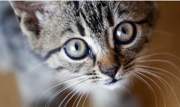您想养猫吗，养成年猫还是幼猫？ 