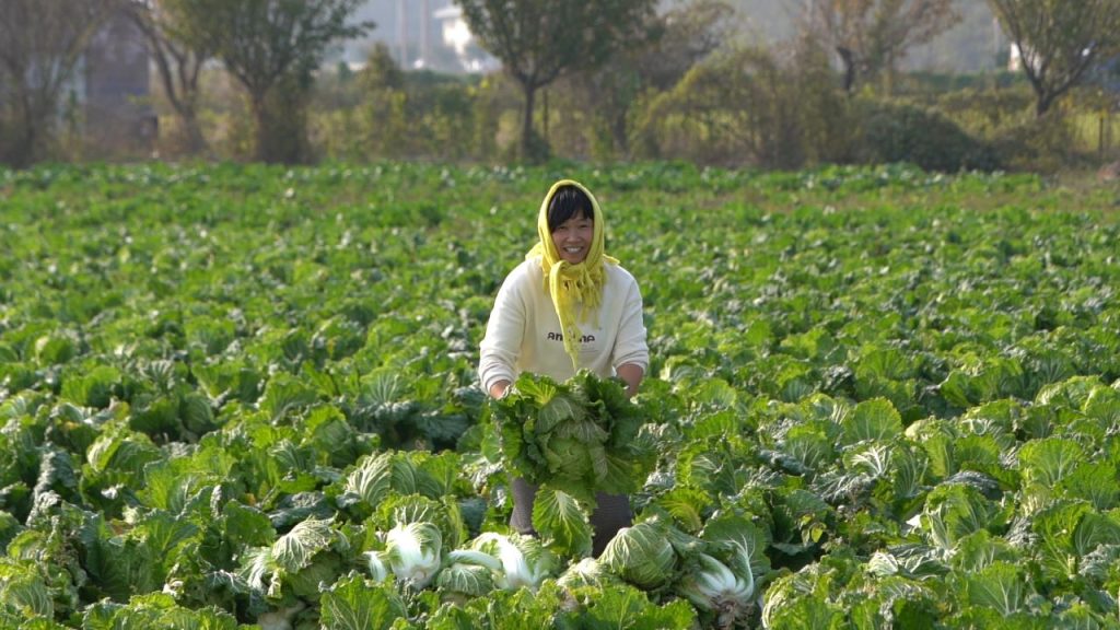 胶州大白菜“瘦身”南下,盒马2.5公斤一颗适合南方饭桌