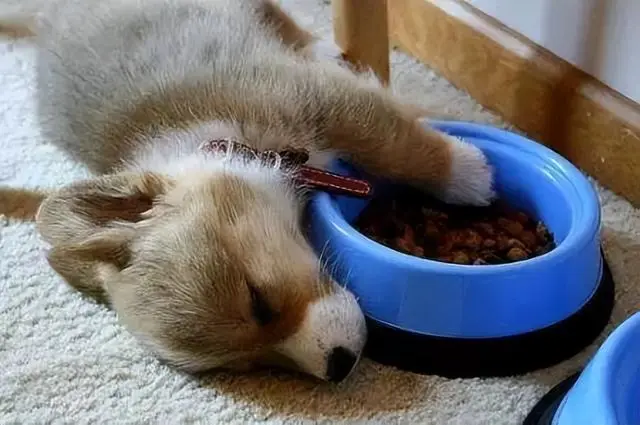 狗狗为什么会护食？应该如何解决？ 