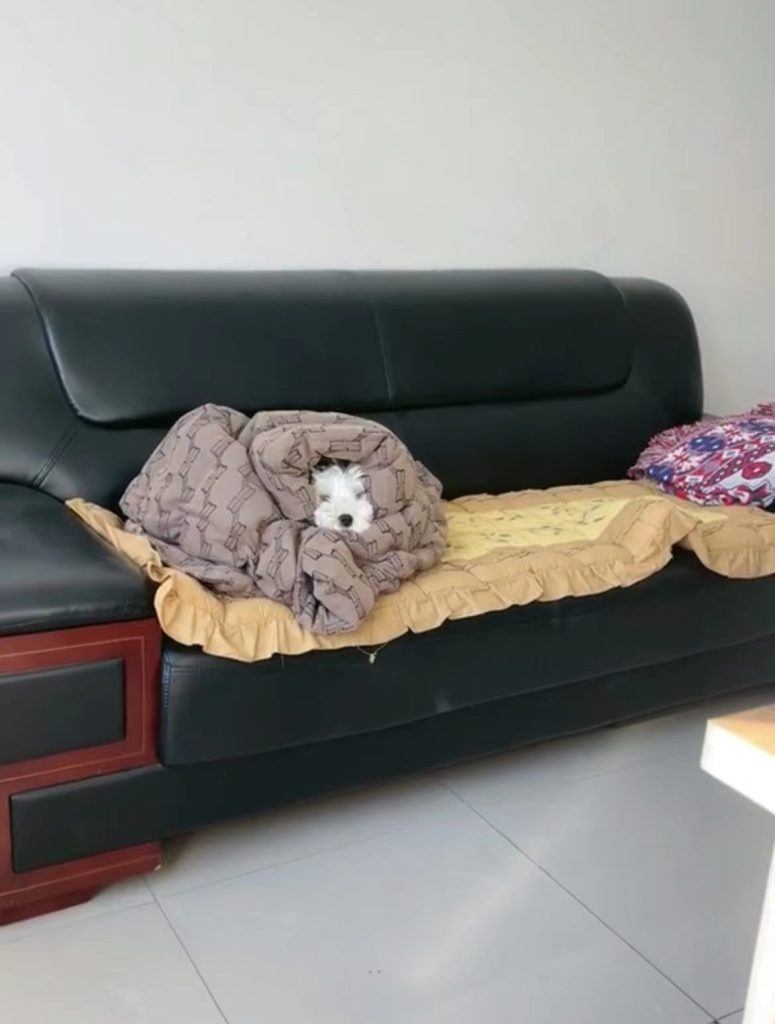 辽宁一女子把羽绒服让给狗狗穿，回应：狗狗治病太贵，我心疼钱 