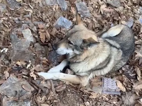 狗狗咬断绳子跑进山，却找不到回家的路，竟原地躺下摆烂等待主人