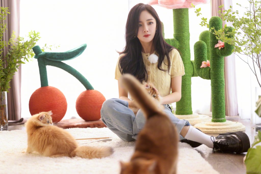 杨幂新年美照曝光 穿针织衣抱猫咪超温柔 
