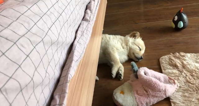 狗狗为什么喜欢睡床底下