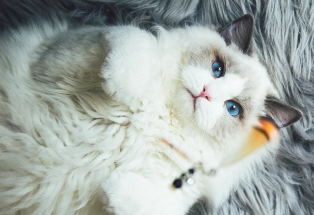布偶猫“恨”你的迹象，占2个以上，说明你伤了它的心！ 
