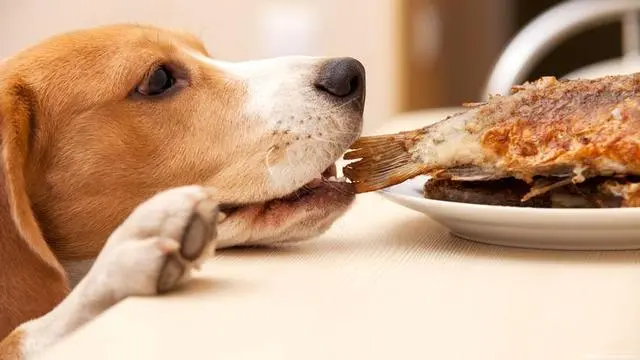 在狗狗眼中，称得上“人间美味”的，原来是这几样食物