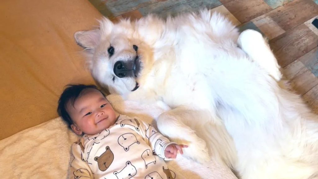 狗狗和小主人拍合照…这同款笑脸一看就是亲生的！