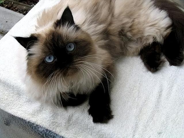 猫中智商排名:前三和后三，你意想不到！