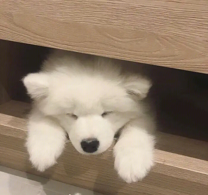 李子对狗狗健康的影响