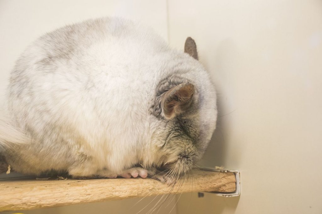 龙猫好养吗？怎么养？