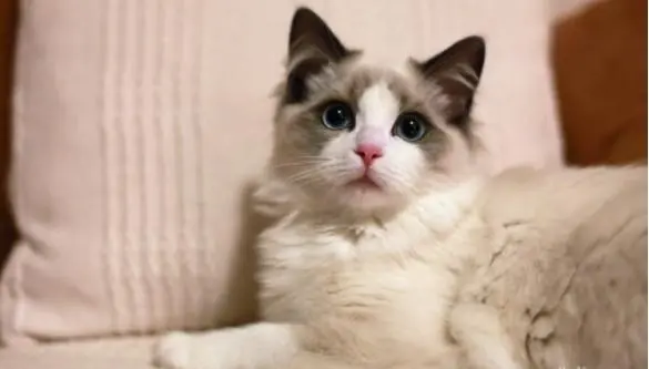 怎么来养好布偶猫？最正确的几个方法，简单易学