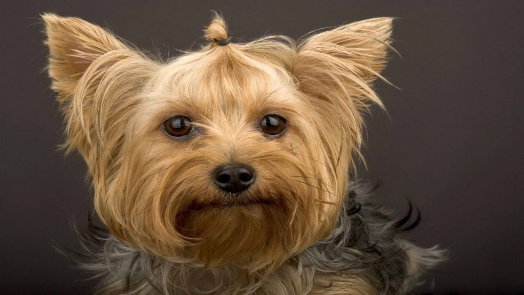 梗类犬什么意思？