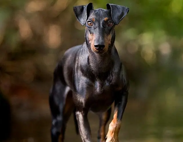 号称小号杜宾犬的狗狗：请叫我曼彻斯特梗！