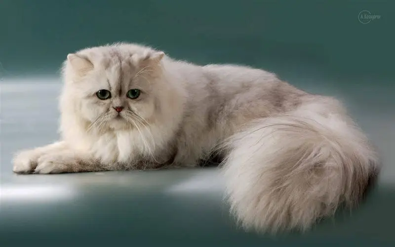 为什么波斯猫越来越少人养?网友:这几点很遭人嫌弃