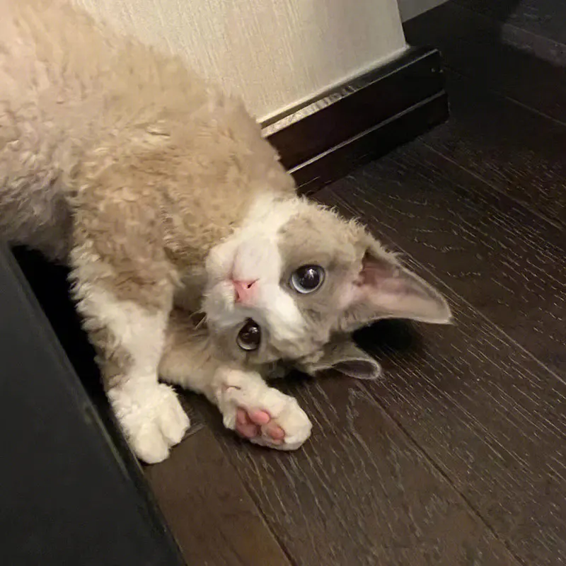 柯尼斯卷毛猫和德文卷毛猫的区别