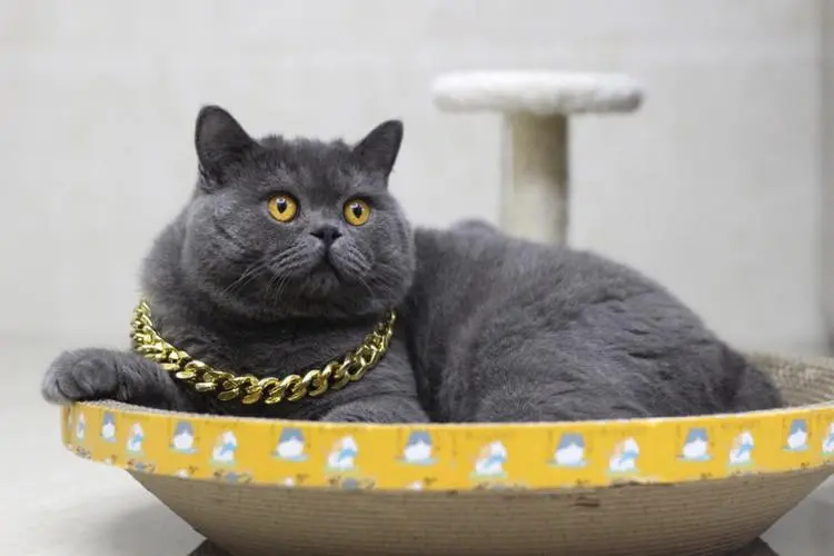 养蓝猫有什么注意事项？
