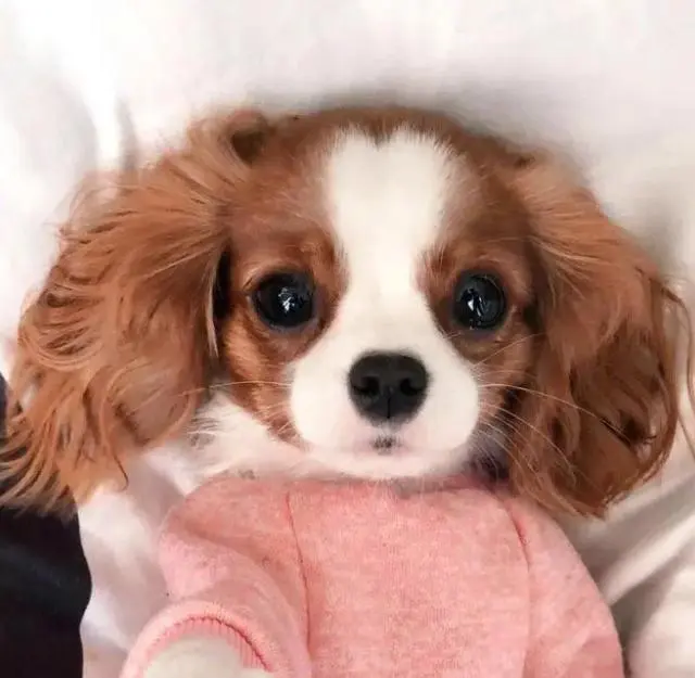 为什么查理王小猎犬招人喜欢？养过之后，就看不上其他狗了