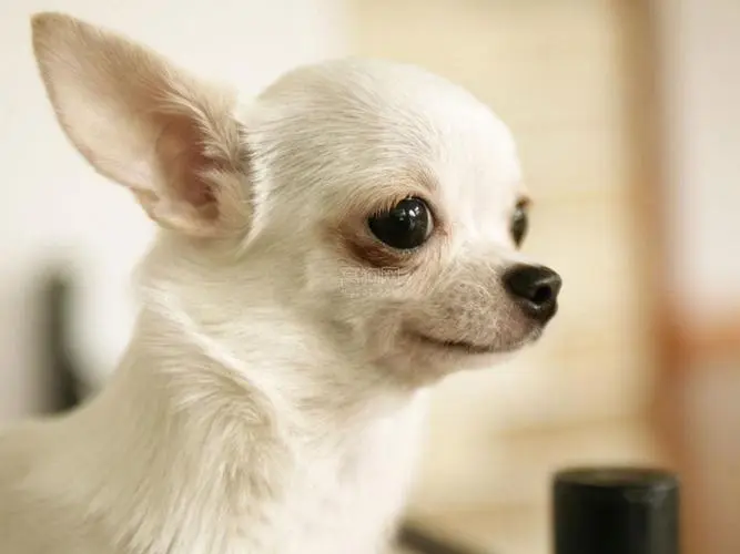 传闻是人们已知最古老的犬种之一——吉娃娃