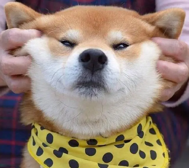 狗狗这几个部位不要随便摸，小心它咬你