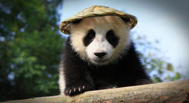 大熊猫为什么被称为国宝