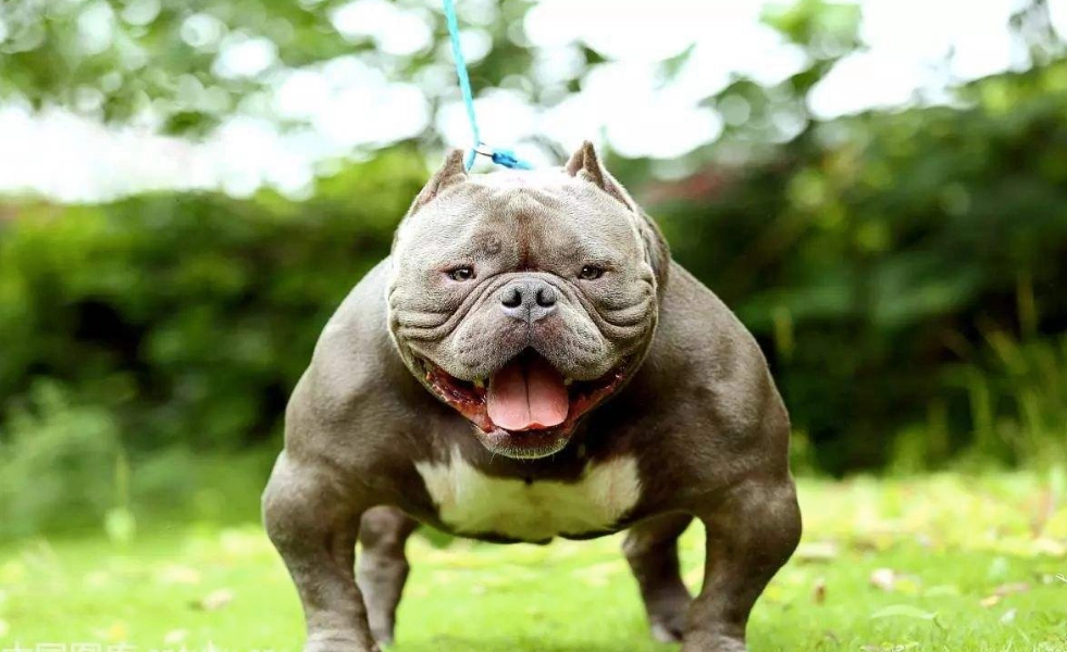 恶霸犬是烈性犬吗