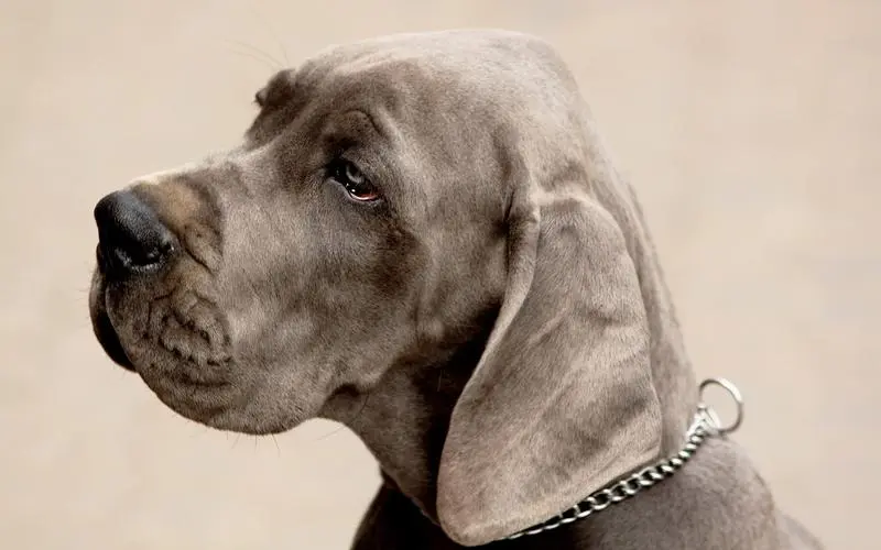 王室及贵族的象征-大丹犬