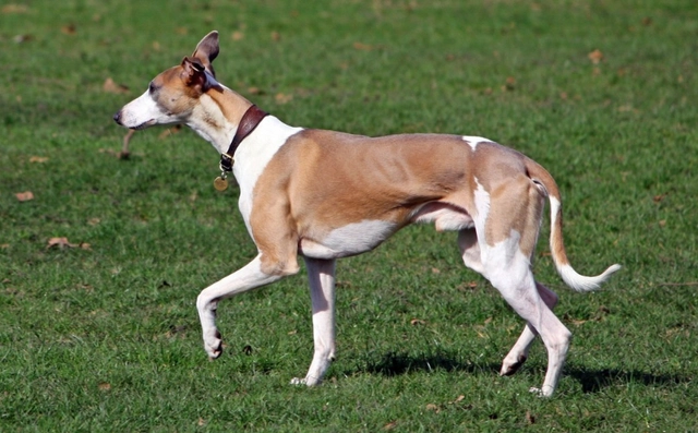 惠比特犬和灵缇的区别？以下几种方法可以让你区分它们
