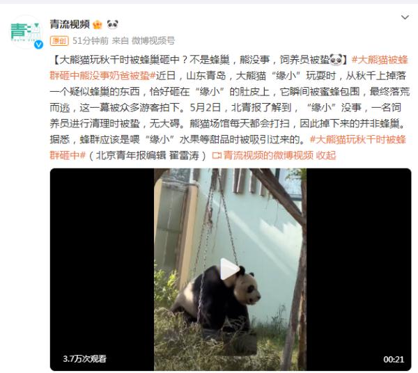 大熊猫玩秋千时被蜂巢砸中？不是蜂巢，熊没事，饲养员被蛰