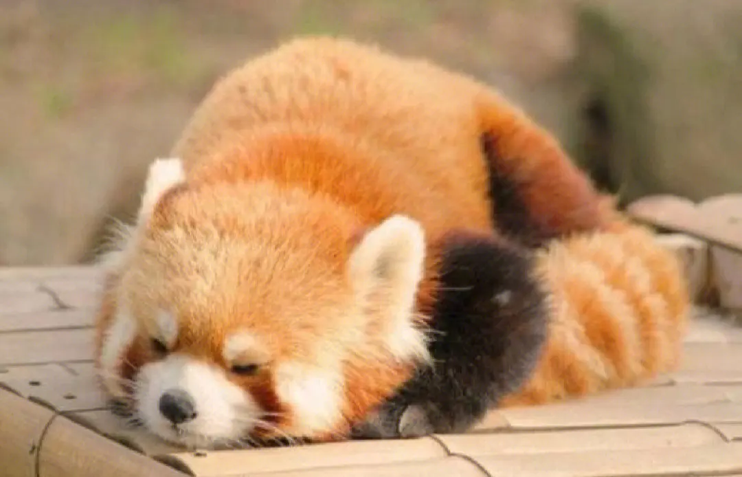 小熊猫是不是熊？