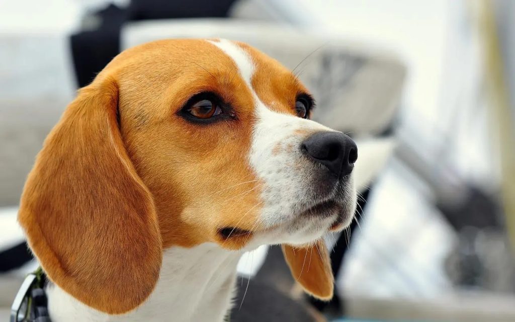 比格犬能长多大