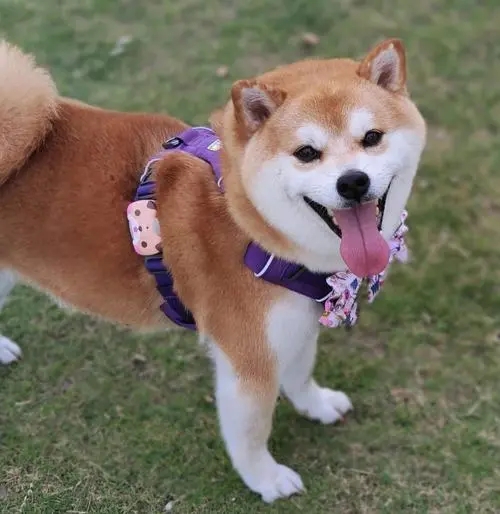 原来这几件事，柴犬做梦都想让你知道