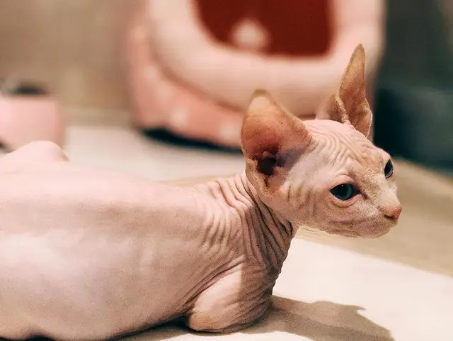 原来“无毛猫”缺点这么多，难怪养过的人，都说不会再养了